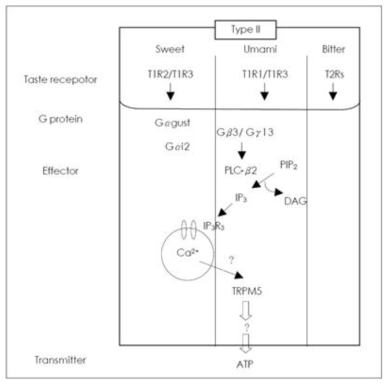 Role of TRPM5 in the signaling downstream of GPCR-mediated taste sensation