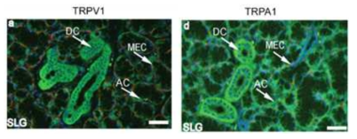 침샘에 존재하는 TRP cell (Ubaidus et. al. 2013)