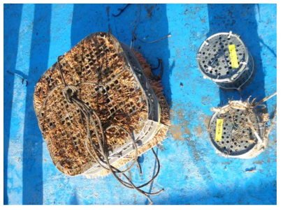 Biofouling on the module case of lithium adsorbents after exposure to seawater for 30 days