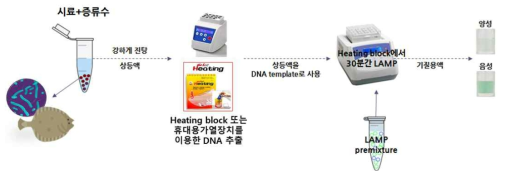 확립된 비브리오균 검출용 colorimetric LAMP법에 대한 시료 전처리 및 실험 과정