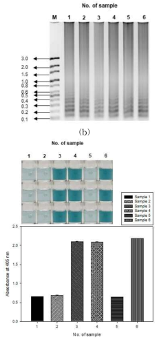 비브리오균 검출용 colorimetric LAMP법의 blind test 결과 (a) 전기영동, (b) 발색