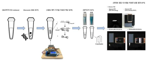 colorimetric LAMP법을 이용한 현장 측정 시스템 모식도