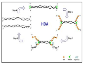 노로바이러스 검출을 위한 HDA기반 colorimetric HDA법