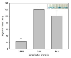 Enzyme 농도별 colorimetric HDA법의 증폭산물에 대한 발색 결과