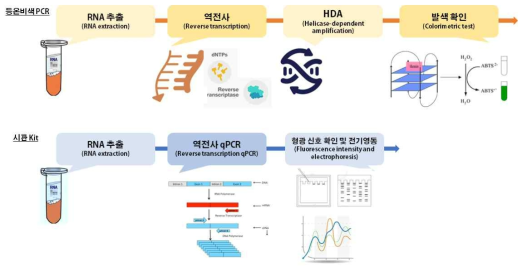 노로바이러스 검출용 colorimetric HDA법 및 시판 kit의 분석 단계 구성 요소