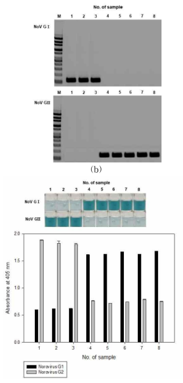 노로바이러스 검출용 colorimetric HDA법의 blind test 결과 (a) 전기영동, (b) 발색