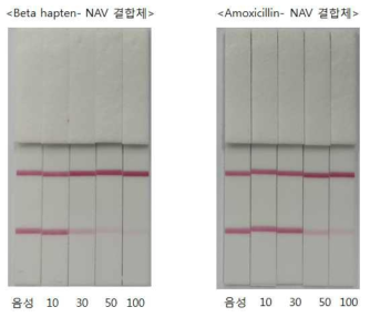 베타락탐 항체-항생제 결합체 시험