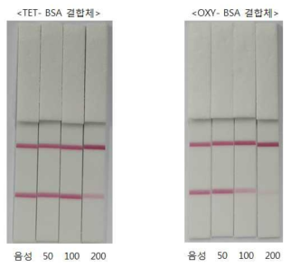 테트라싸이클린 항체-항생제 결합체 시험