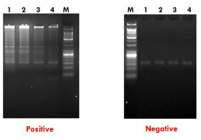 기존의 장비와 비교 실험 (좌 : Postive 시료, 우: Negative 시료)