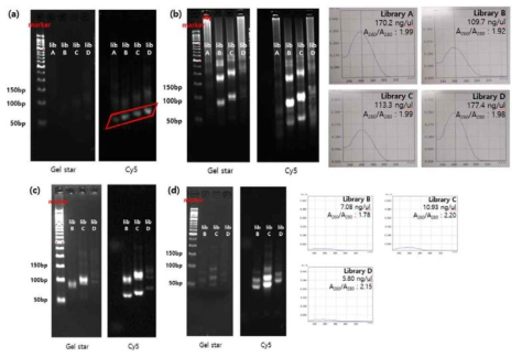 a) Exonuclease 처리 후 single strand DNA 확인 b) 2nd round SELEX 실시 후 PCR을 통한 DNA 증폭 여부 확인 및 농도 확인 c) gel purification 수행 후 밴드 확인 d) gel purification product를 이용한 PCR 증폭 결과 및 농도 확인