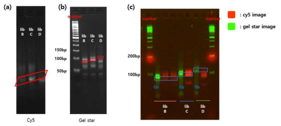 a) Exonuclease 처리 후 single strand DNA 확인 결과 b) 4th round SELEX 실시 후 PCR을 통한 DNA 증폭 여부 확인 결과 c) gel purification 진행 후 밴드 확인