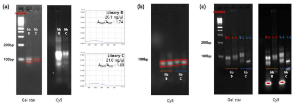 a) gel purification product를 이용한 PCR 증폭 결과 및 농도 확인 b) Exonuclease 처리 결과 밴드 확인 c) 5th round SELEX 실시 후 PCR을 통한 DNA 증폭 여부 확인 결과