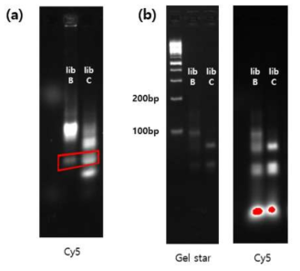 a) Exonuclease 처리 결과 밴드 확인 c) 1st counter 및 6th round SELEX 실시 후 PCR을 통한 DNA 증폭 여부 확인 결과