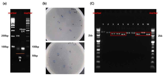 a) 9round PCR product gel purification 결과 확인 및 농도 확인 b) 최종 product를 insert로 T-vector에 삽입하여 transformation된 결과 사진 c) plasmid prep 결과 gel 사진