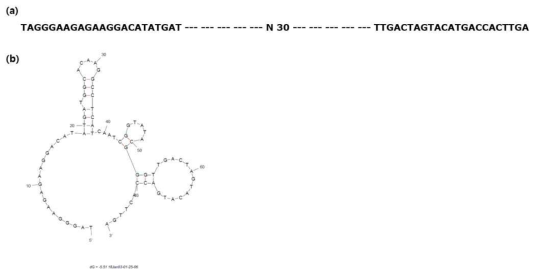 a) sequencing 결과 압타머 서열 b) sequencing 결과 압타머 2차 구조