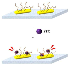 STX/aptamer complex에 의한 LSPR shift signal 확인 모식도