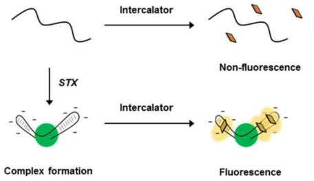 STX 압타머와 DNA intercalator를 이용한 STX 형광 검출 모식도