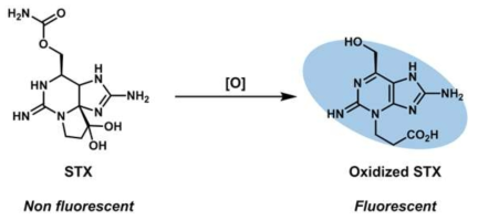 산화를 통한 STX의 형광발현