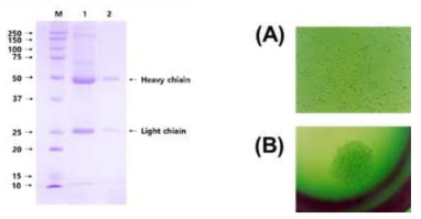 항체 정제도 확인; Lane M: Protein marker, Lane 1: Ammonium sulfate purified, Lane 2: Protein G purified. 및 융합세포(A)와 클로닝세포(B)