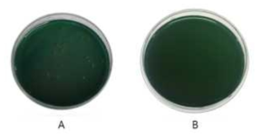 MNP-4H9-9 Mab conjugate의 V. parahaemolyticus 분리가능 여부확인; A: V. parahaemolyticus positive, B: V. parahaemolyticus negative