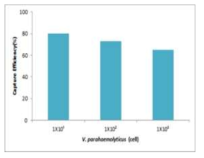 MNP-4H9-9 Mab conjugate의 V. parahaemolyticus 분리 회수율 확인