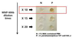 MNP-4H9-9 Mab conjugate 희석배수 결정