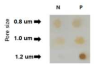 면역선택여과법에 사용할 membrane pore size 선택