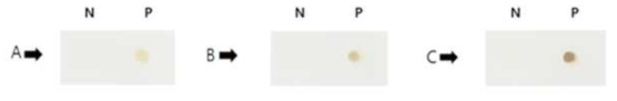 Membrane의 blocking 조건 비교; (A) Non-blocking, (B) 1% BSA 5분 반응 후 비 세척, (C) 1% BSA 5분 반응 후 PBS 3회 세척