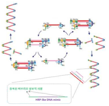 colorimetric LAMP 기법 및 비브리오 특이적 유전자 검출용 primer/HRPzyme beacon 디자인