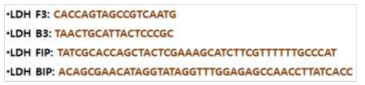 비브리오 검출용 LAMP primer 서열