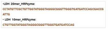 비브리오 검출용 HRPzyme beacon 서열