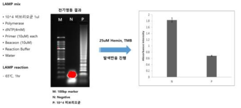 colorimetric LAMP법 검증을 위한 전기영동 결과