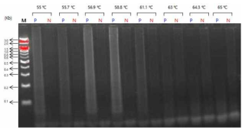 온도별 colorimetric LAMP법의 증폭산물에 대한 전기영동