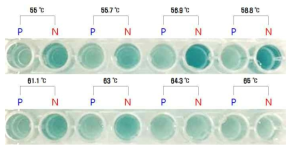 온도별 colorimetric LAMP법의 증폭산물에 대한 발색 결과