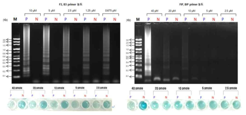 primer 농도별 colorimetric LAMP법의 증폭산물에 대한 (A), (B)전기영동과 (C),(D)발색 결과 (A)F3, B3 primer (B)FIP, BIP primer Lane M: 100 bp molecular size marker, Lane P: Vibrio parahaemolyticus LAMP products, Lane N: Escherichia coli LAMP products