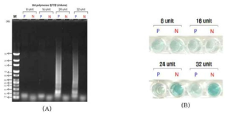 Bst DNA polymerase 농도별 colorimetric LAMP법의 증폭산물에 대한 (A)전기영동과 (B)발색 결과 Lane M: 100 bp molecular size marker, Lane P: Vibrio parahaemolyticus LAMP products, Lane N: Escherichia coli LAMP products