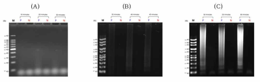 LAMP 기법 중 증폭시간의 최적화를 위한 전기영동 결과 (A) 10, 20, 30분 (B) 35, 40, 45분 (C) 50, 55, 60분