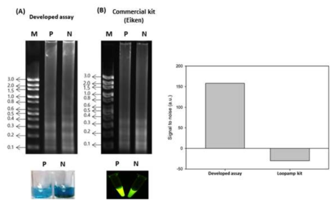 개발된 colorimetric LAMP법과 시판 Kit 비교