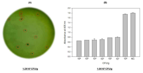 실제시료(광어)상의 검출한계 확인 (A) 평판배지 colony counting, (B) colorimetric LAMP