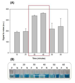 개발된 colorimetric LAMP법의 분석 소요 시간 확인 (A) signal to noise (음성시료의 흡광도 값/ 양성시료의 흡광도 값-1)*100, (B) 발색 결과
