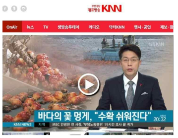 KNN 취재협조: 바다의 꽃 멍게, “수확 쉬워진다”