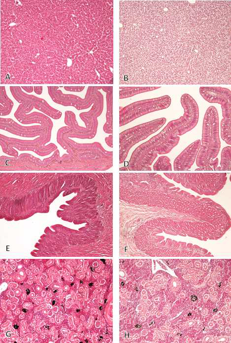 대량 생산 열수추출물(HW) 3주 투여구: A; 비 투여구 간 (x100). B; 3주 투여구 간 (x100). C; 비 투여구 장 (x100). D; 3주 투여구 장 (x100). E; 비 투여구 위 (x 100). F; 3주 투여구 위 (x100). G; 비 투여구 신장 (x100). H; 3주 투여구 신장 (x100); H-E 염색