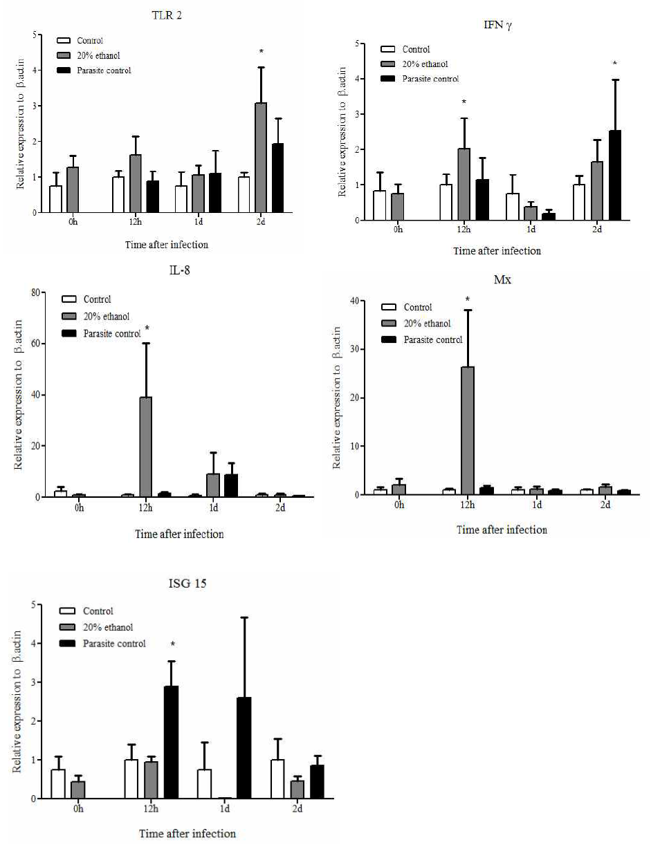 대조구(Control), 20% 에탄올 추출물 투여 후 스쿠티카 감염구(20% ethanol), 스쿠티카 감염구 (Parasite control)에서 신장의 TLR2, IFNr, IL-8, Mx와 ISG15의발현. β-actin을 internal control로 사용한 상대발현비교(n=5; *, p<0.05)