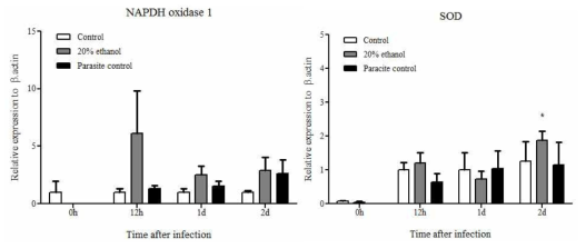 대조구(Control), 20% 에탄올 추출물 투여 후 스쿠티카 감염구(20% ethanol), 스쿠티카 감염구 (Parasite control)에서 신장의 SOD 1과 NADPH oxidase발현. β-actin을 internal control로 사용한 상대발현비교. n=5, *p<0.05