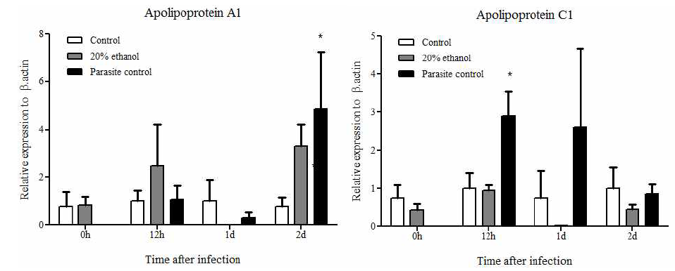 대조구(Control), 20% 에탄올 추출물 투여 후 스쿠티카 감염구(20% ethanol), 스쿠티카 감염구 (Parasite control)에서 신장의 apolipoprotein A-1 과 apolipoprotein C-1의 발현. β-actin을 internal control로 사용한 상대발현비교. n=5, *p<0.05