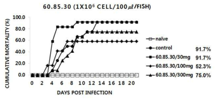 60.85.30 추출물을 30, 100 및 300mg/kg b.w./day로 12주간 투여한 넙치에 M. avidus YS2를 인위 감염시킨 후의 누적폐사율 그래프