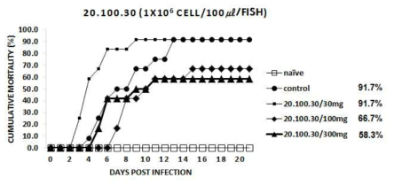 20.100.30 추출물을 30, 100 및 300mg/kg b.w./day로 12주간 투여한 넙치에 M. avidus YS2를 인위 감염시킨 후의 누적폐사율 그래프