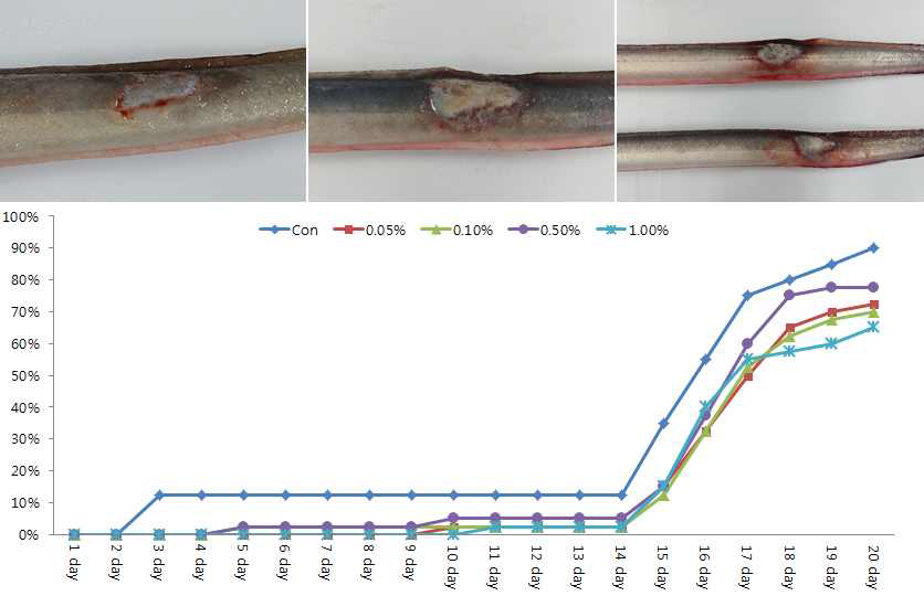 E. piscicida 공격실험에 따른 뱀장어의 누적폐사율