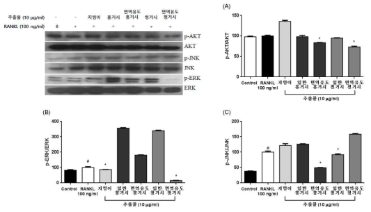 갯지렁이 추출물의 Apoptosis관련 MAPKs pathway관련 인자 억제 효과