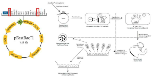 갯지렁이 Theromacin 재조합단백질 제작에 사용된 vector와 Bac-to-Bac Baculovirus Expression System